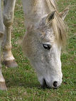 Cheval blanc portrait.jpg
