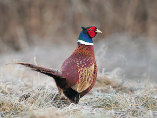 Cooking Top-Flight Birds from Beaver Creek Farm