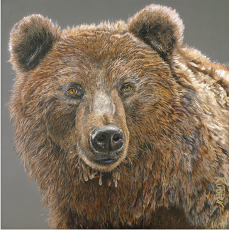 Braunbär