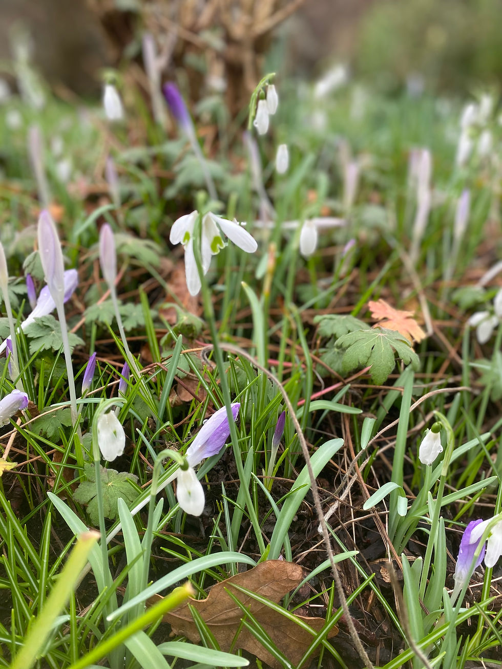 White snowdrop flowers and purple buds bloom among green grass and dry leaves, creating a serene and fresh spring meadow scene.
