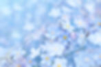 Spring blue forget-me-nots flowers, pastel background, selective focus, toned.jpg