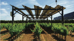 Die Revolution in der Landwirtschaft: Wie das Solar Agriculture System (SAS) die Zukunft gestaltet