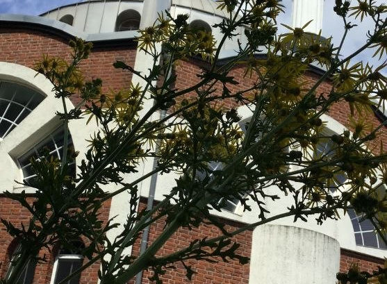 Schalker Str. 23, 45327 Essen