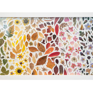 Kate Skeckarski
Pressed Rainbow
Plant Plants