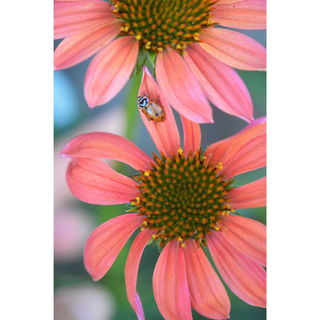 Lucky Ladybug
Kimberly Yates
20" x 24"

