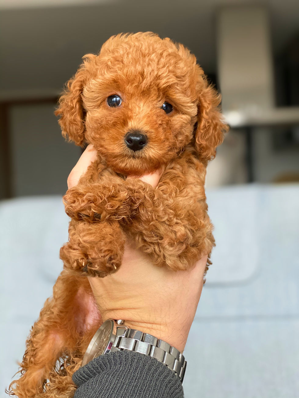 Toy Poodle