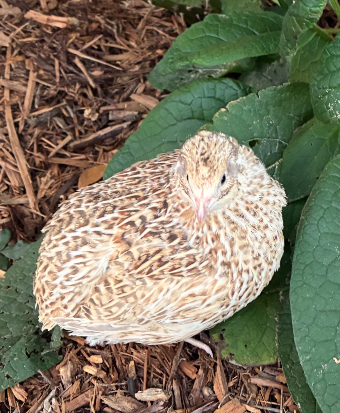 Jumbo Fawn Coturnix Collection of Hatching Eggs