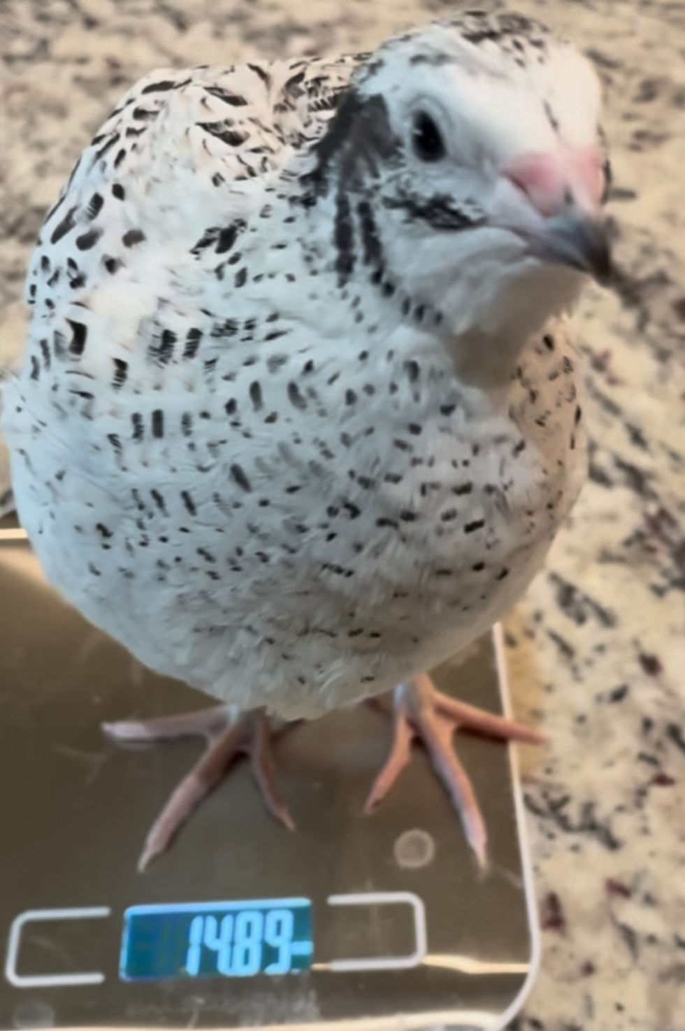 Thumbnail: Jumbo Fee Collection Hatching Eggs