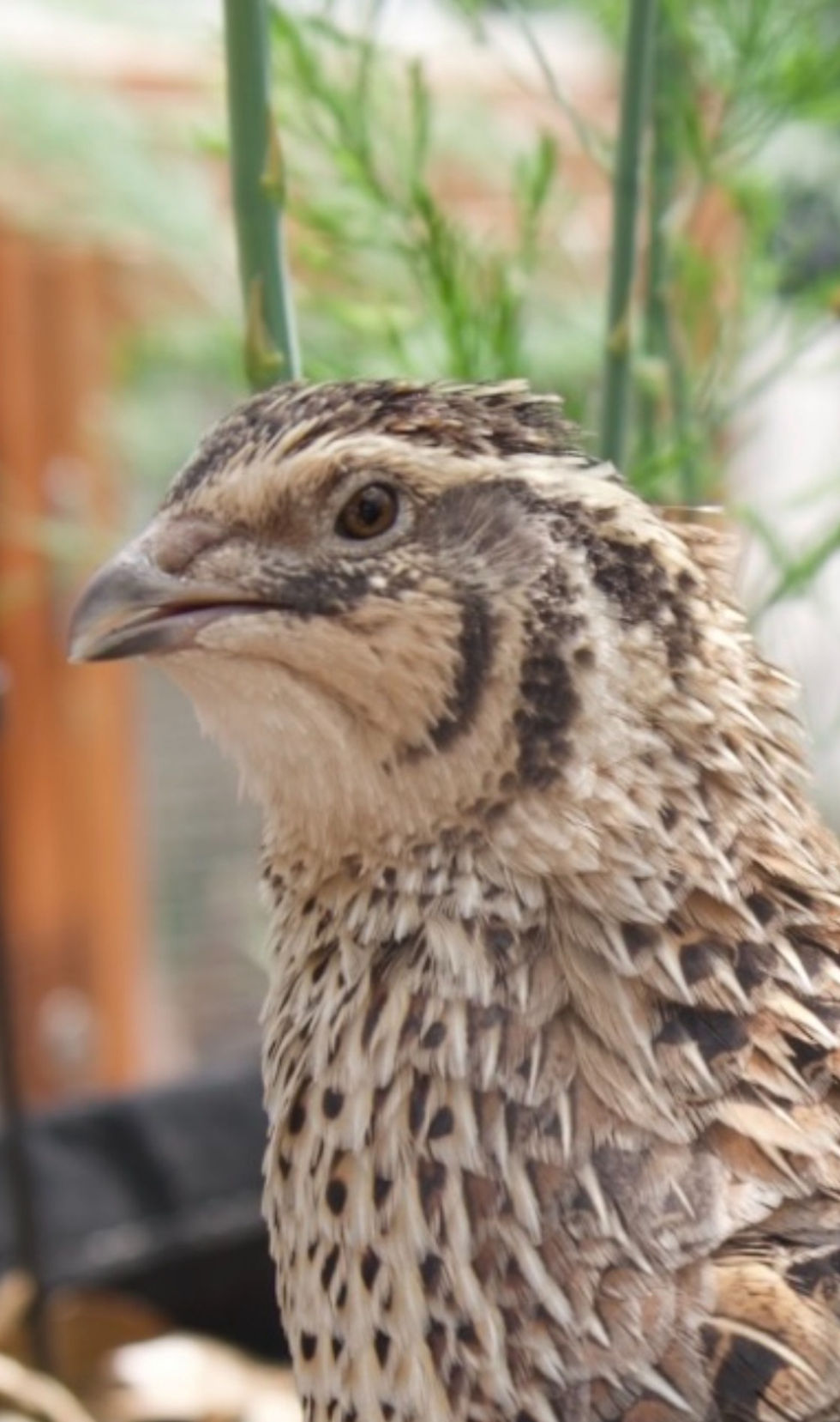Thumbnail: Jumbo Coturnix Quail Live Birds 6 weeks old