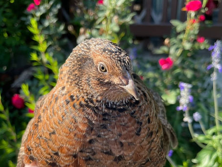 Discover Coturnix Quail for Sale