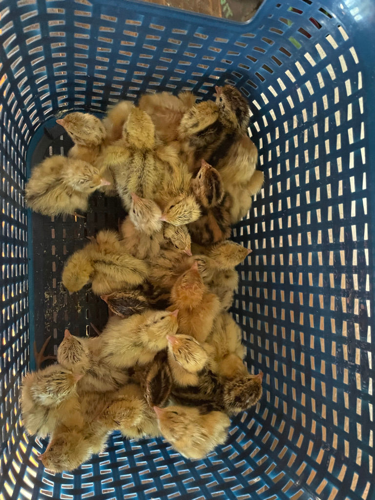 Thumbnail: Jumbo Coturnix Quail Hatching Eggs