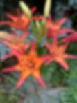 IMG_1019.JPEG