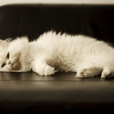 Cat Chilling.JPG