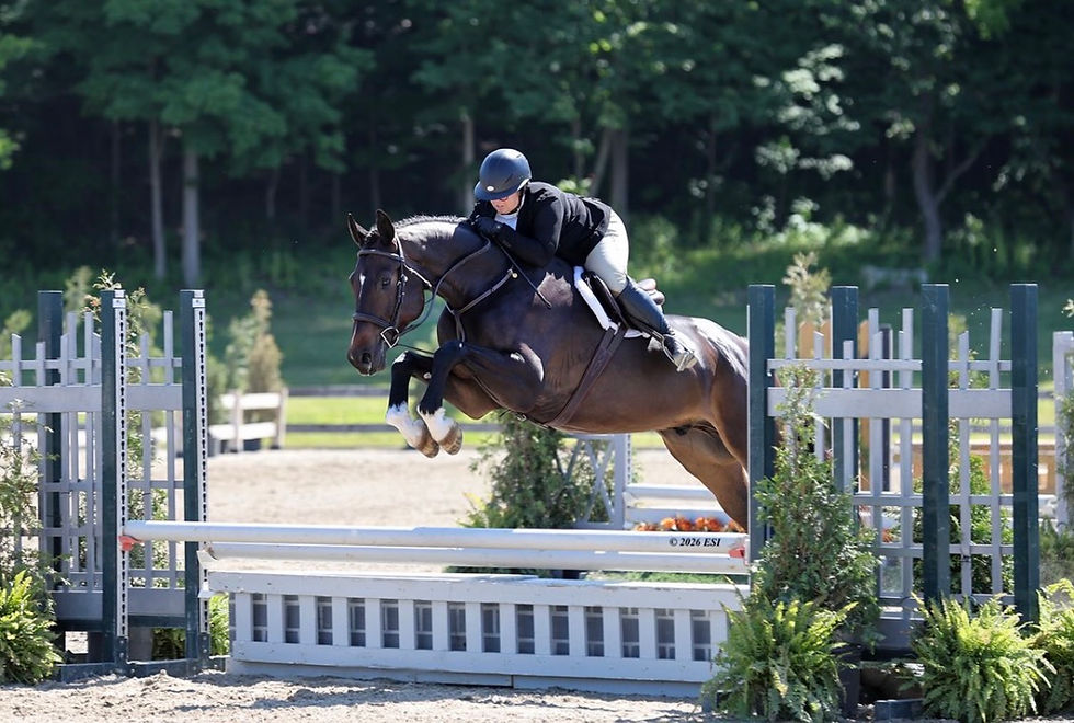 Equestrian rider jumping a dark bay horse over a hurdle.