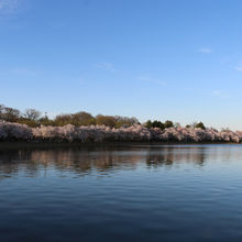 Ana Victoria Cruz_Nature_Cherry Blossoms Peak Bloom Tidal Basin.jpg