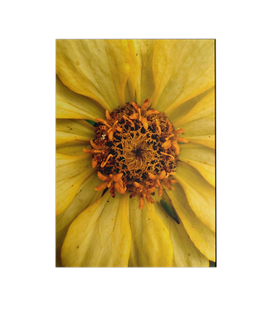 FOTO FLOR 1.png