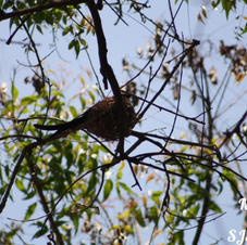 Niyathi - image1 (1).jpeg