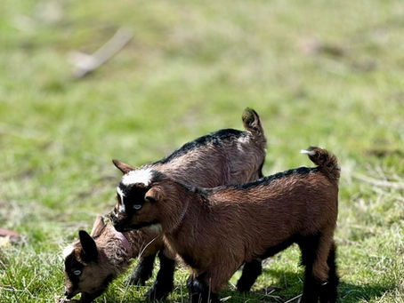 2026 The Circle of Giving Continues: Why We Gift a Goat Kid Every Spring