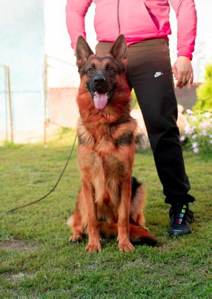 upstate german shepherds