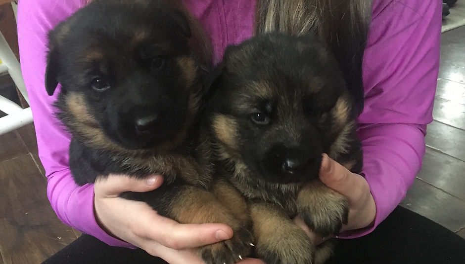 pup2.jpg