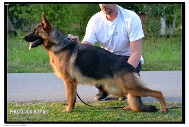 upstate german shepherds