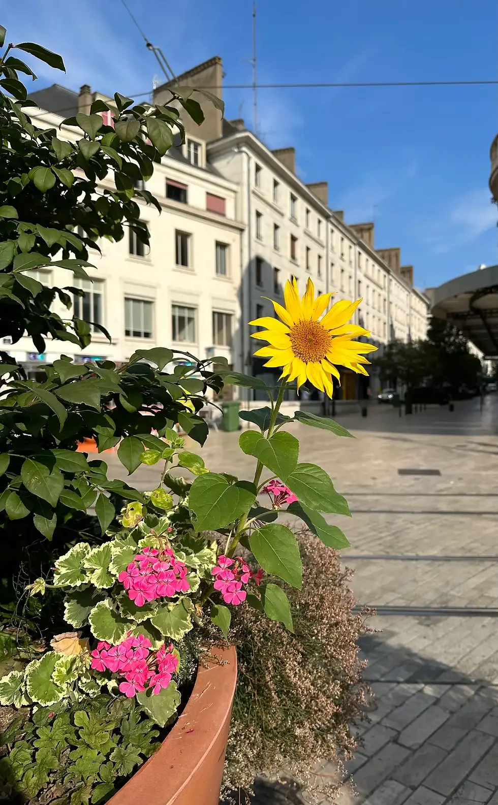 Charming cobblestone street and sunflower-lined walkway in Orléans, France, featured in our custom European itineraries