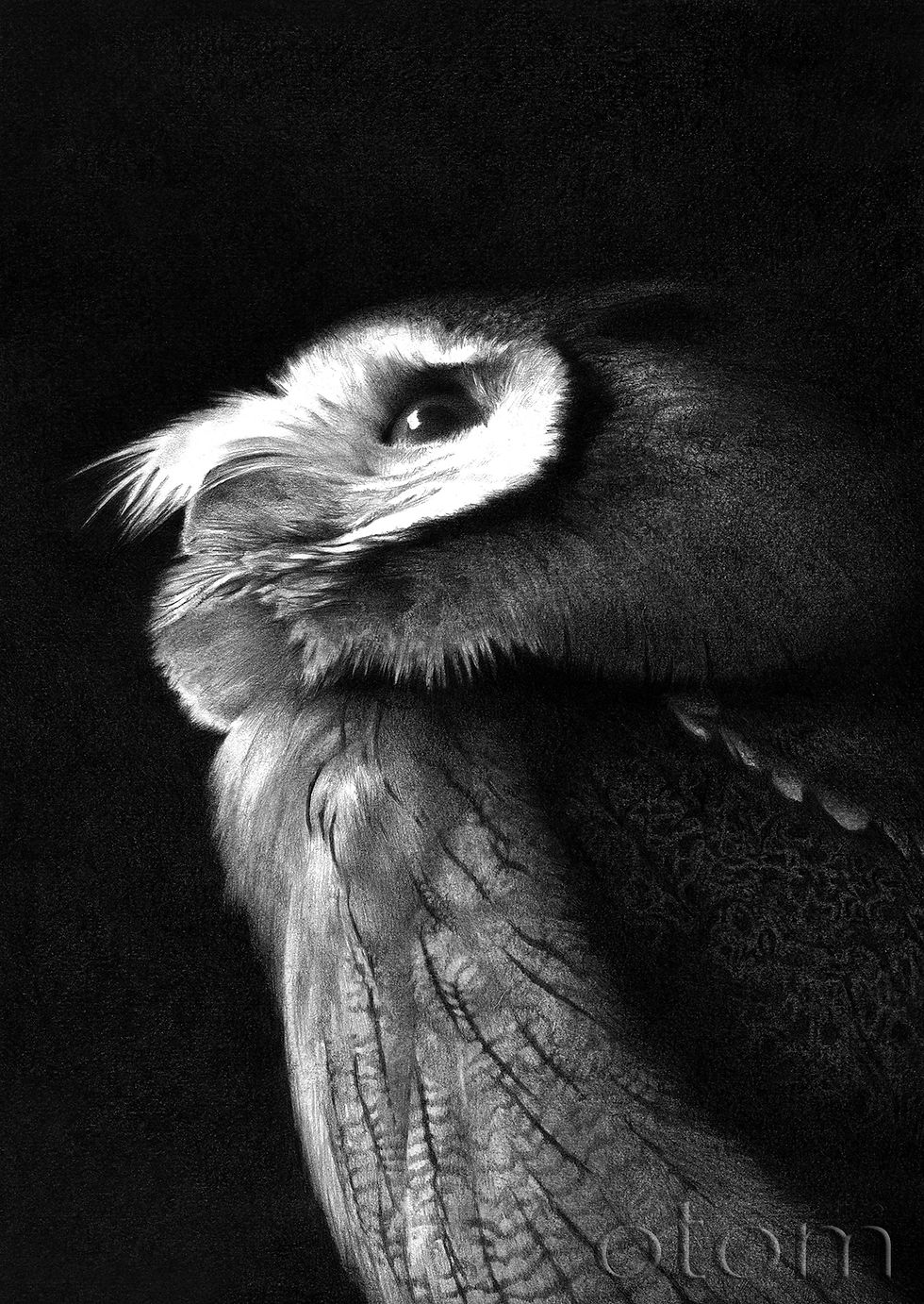 アフリカオオコノハズク