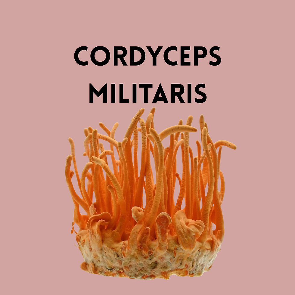 CORDYCEPS MILITARIS