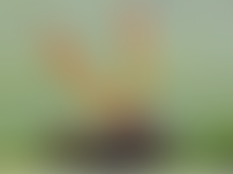 Cordyceps: The Natural Battery for Your Body