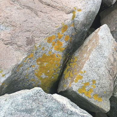 rocks lichen