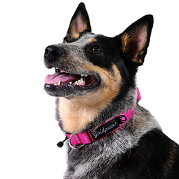 SwiftCollar-Fuchsia-Penny copy.png