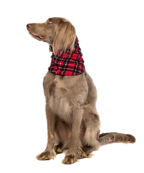 Snood-RTB-GoldieEarsOut_preview copy.png