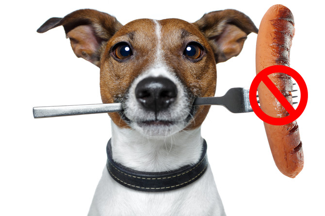 Bitte nicht! Gegrilltes für Hund und Katze