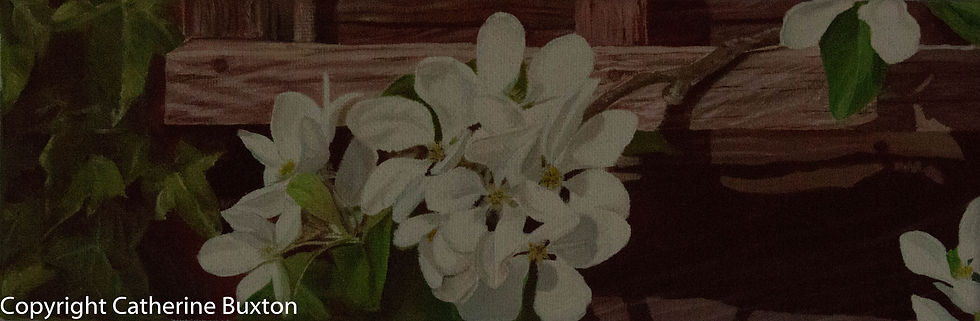 Apple Blossom