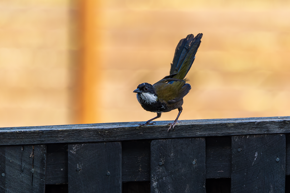 He quickly landed on the fence before back into the tree, gotcha! 1/500s, f7.1, ISO 500