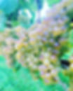 122093714_3289751914427640_3431641033561