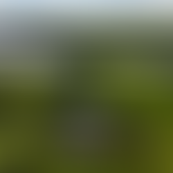 Aerial view of a wooded lakefront property with a custom home nestled among mature trees overlooking the water of Lake Naomi..