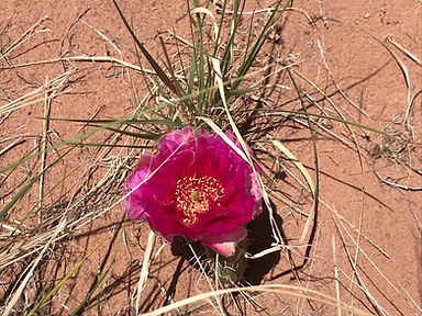 IMG_0720.JPG