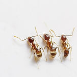 ants