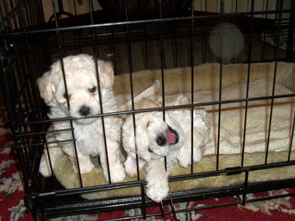 Trouble & CoCo - 5 weeks old