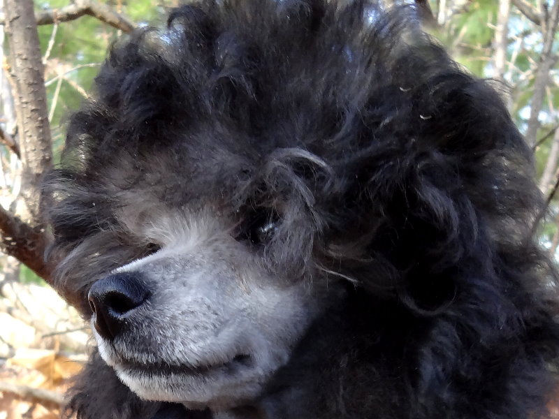 JAGGER - Puppy