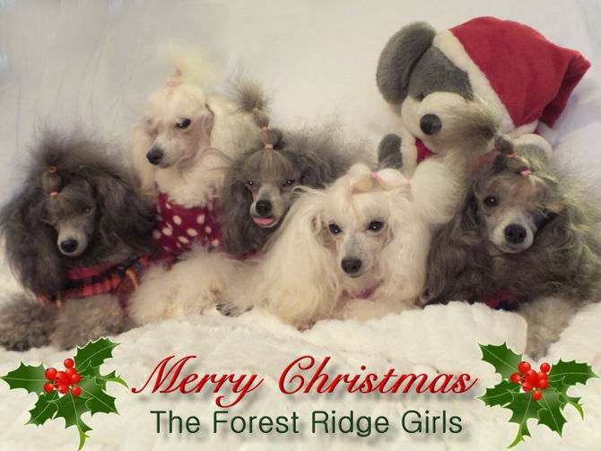 Merry Christmas and Happy Holidays