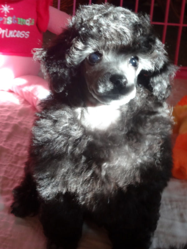 Jagger - 7 weeks old