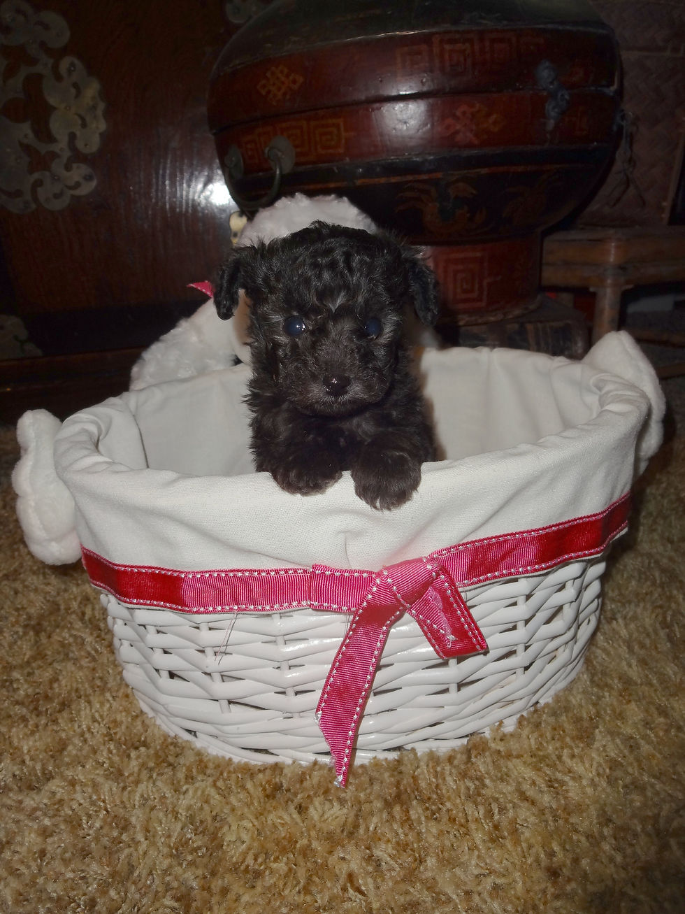 Breezy - 6 weeks old