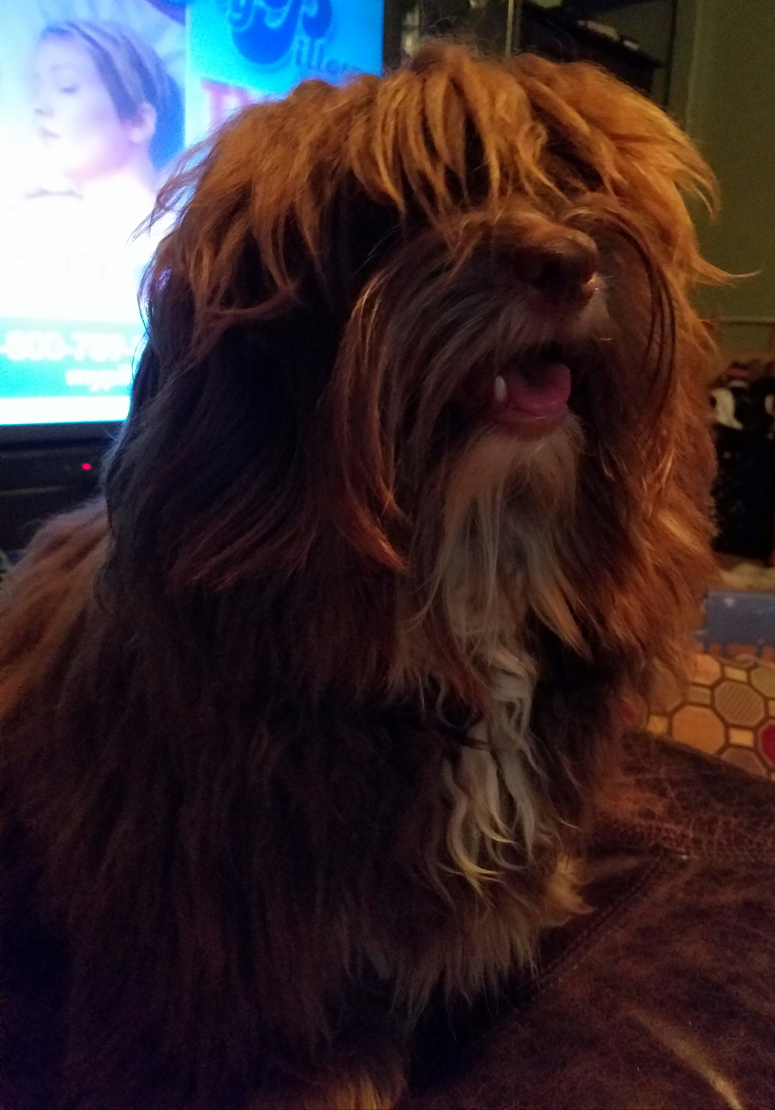 rehome havanese available