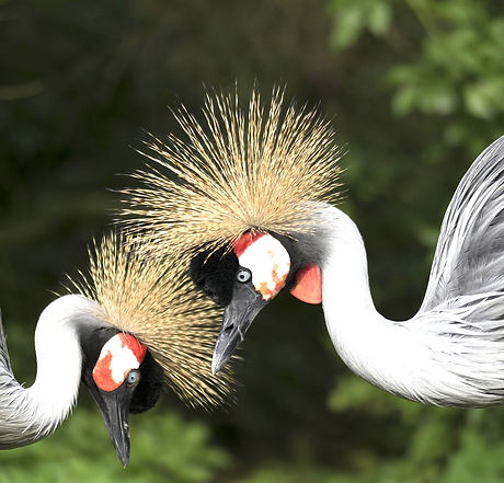 sabinevanerp-birds-2900977_1920_edited.j