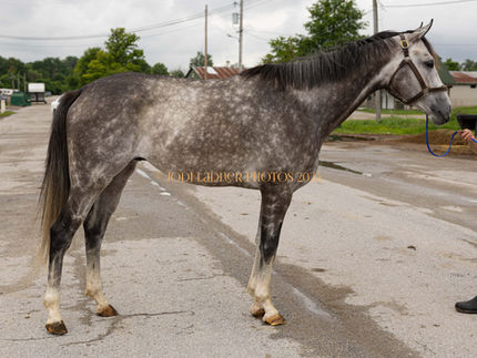 SOLD- RUN LEROY RUN- handsome and fancy grey 5 year old