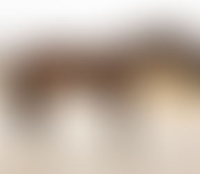 SOLD - ONE LAST HAND - big beautiful boy, lovely movement