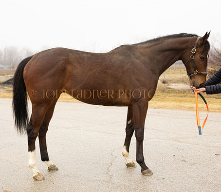 SOLD -  ONE LAST HAND - big beautiful boy, lovely movement