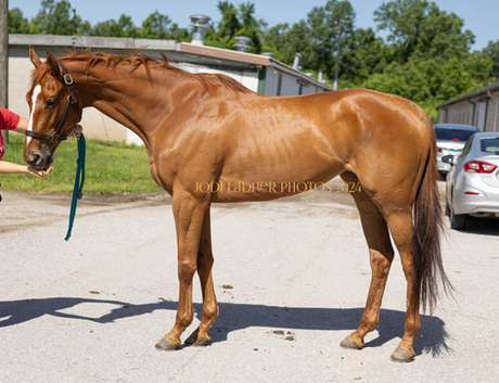 SOLD- CARSON RESERVE - KY Bred mare by Shackleford